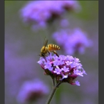 蜜蜂1