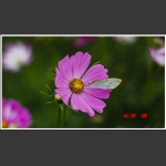 蝶恋花