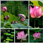 花之语
