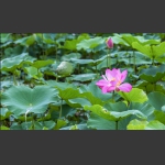 夏雨荷3