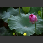 蜜荷