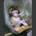 母爱