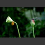 蜻蜒
