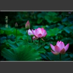 荷花韵