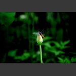 蜻蜒