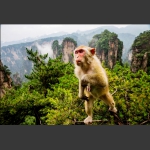 黄石寨猴-2
