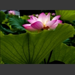 荷