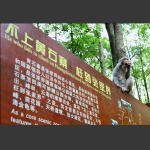 不上黄石寨枉到张家界