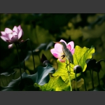 花映鸟