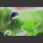 夏日荷花