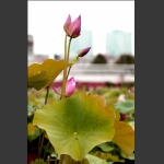 夏日荷花6