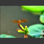 蜓莲