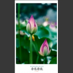 含苞待放