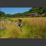 割油菜