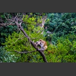 猴上树