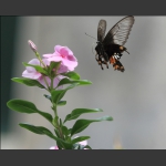 花蝴蝶