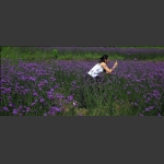聚焦薰衣草花海中
