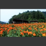庙岗上秋景