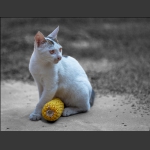 猫