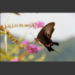 蝶恋花2