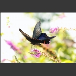 蝶恋花