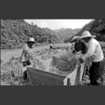 收获