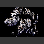 野菊花