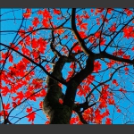 一树红叶醉深秋
