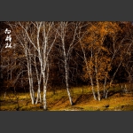白桦林2