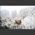 大美中国的雪中猕猴