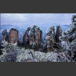 傲然雪中