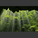 峡谷雨林