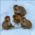 雪中猴趣