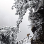 冰山雪岭一小猴