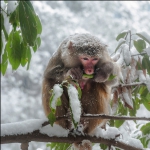 大雪封山叶充饥