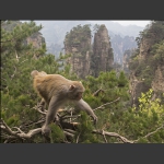 猴王巡山