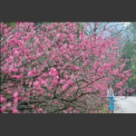 黄石寨赏梅