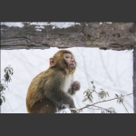 雪花飘