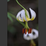 百合花开