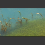 峡谷水生物