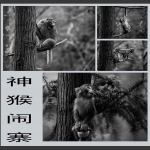 神猴闹寨