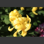 黄菊