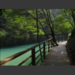 林阴道旁绿水翠