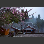 桃花盛开