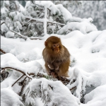 雪中小猴