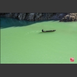 绿水行舟