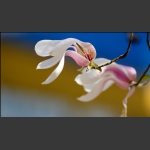 玉兰花