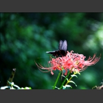 蝶恋花
