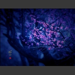 暗香浮动