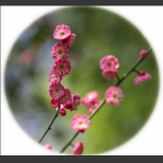 花之俏